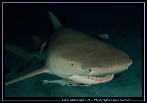 Lemon shark Tiger Beach... by Michel Lonfat 